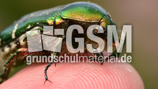 Goldglänzender Rosenkäfer (10).jpg